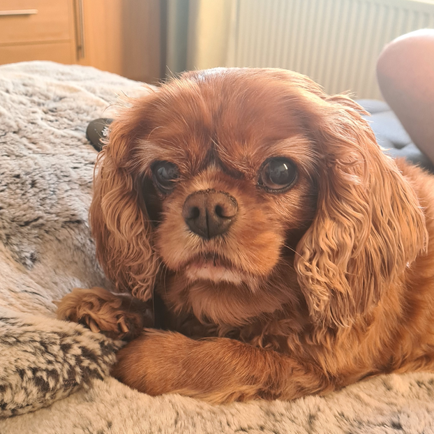 Brown Cavalier King Charles Spaniel dog on a plush blanket, looking at the viewer.
