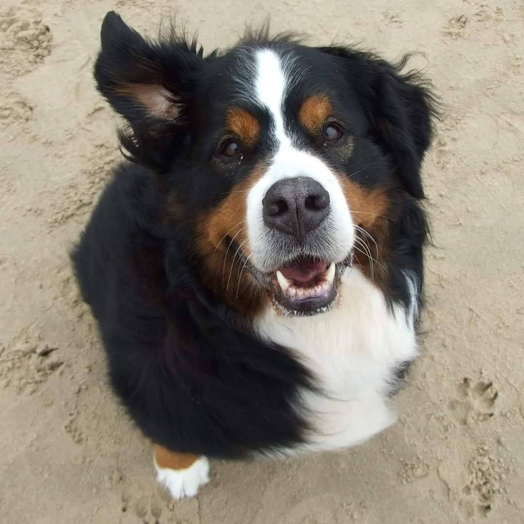 Bernese Mountain Dog on sandy ground, looking up with happy expression, black, white, and brown fur.