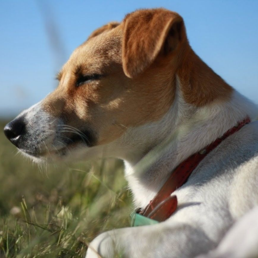 Jack Russell terrier resting outdoors in grass, eyes closed, sunlit. White and tan coat, red collar.