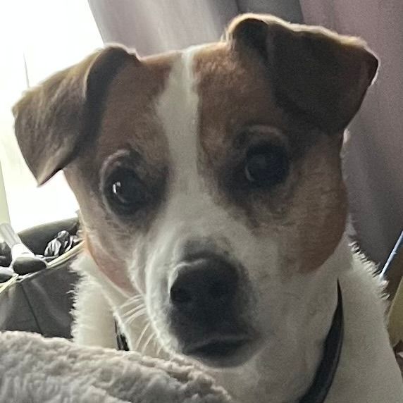 Jack Russell Terrier, white and brown, looks directly at the camera with a curious expression.