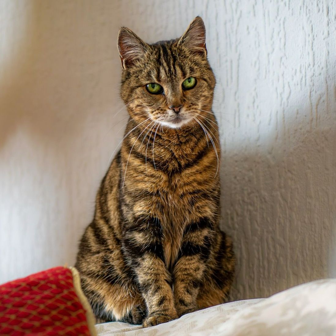 Tabby cat with green eyes sits upright on a white surface, looking at the viewer.