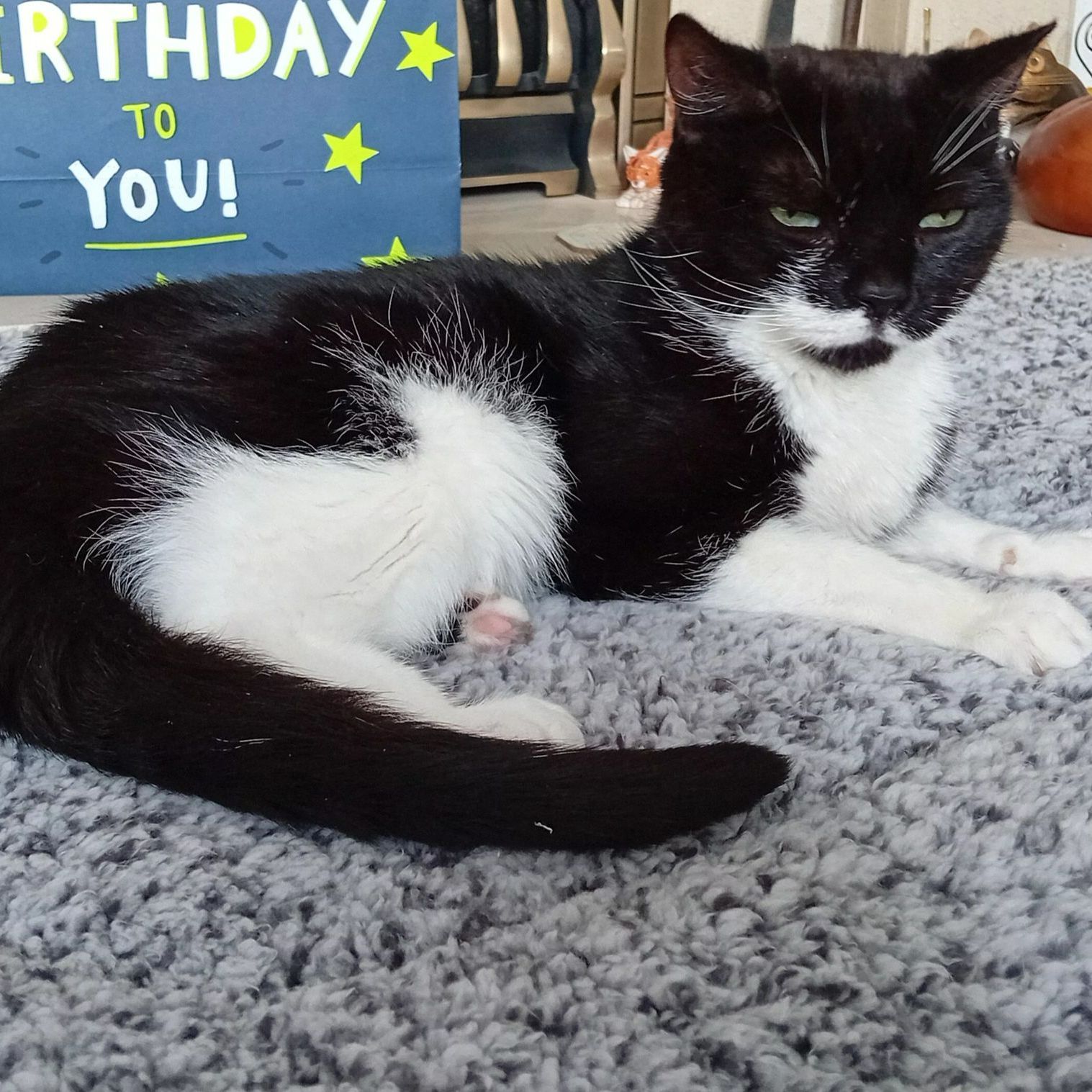 Black and white cat lounging on a gray carpet, with a birthday sign in the background.
