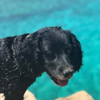 Black dog with wet fur, pink tongue out, near turquoise water.