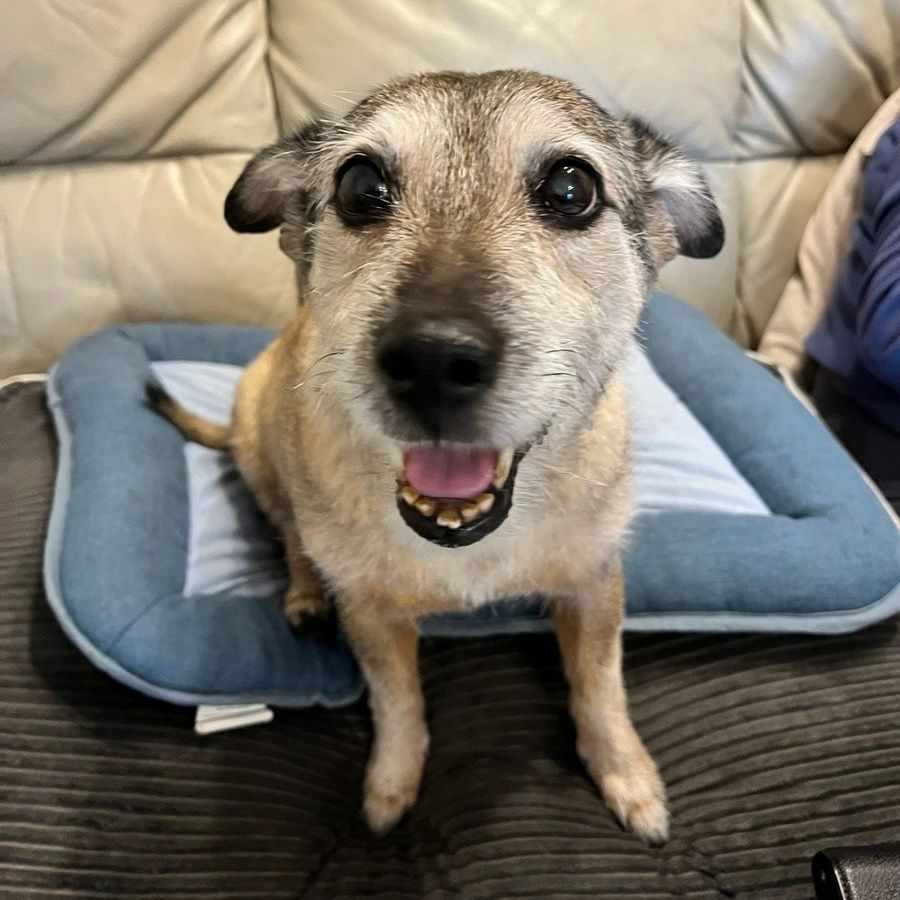 Happy tan and gray dog sitting on a blue dog bed, smiling.