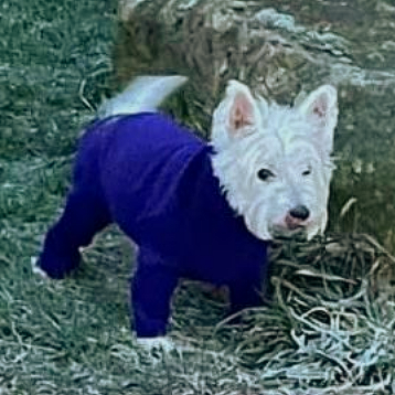 White dog with blue jumpsuit stands on grass.
