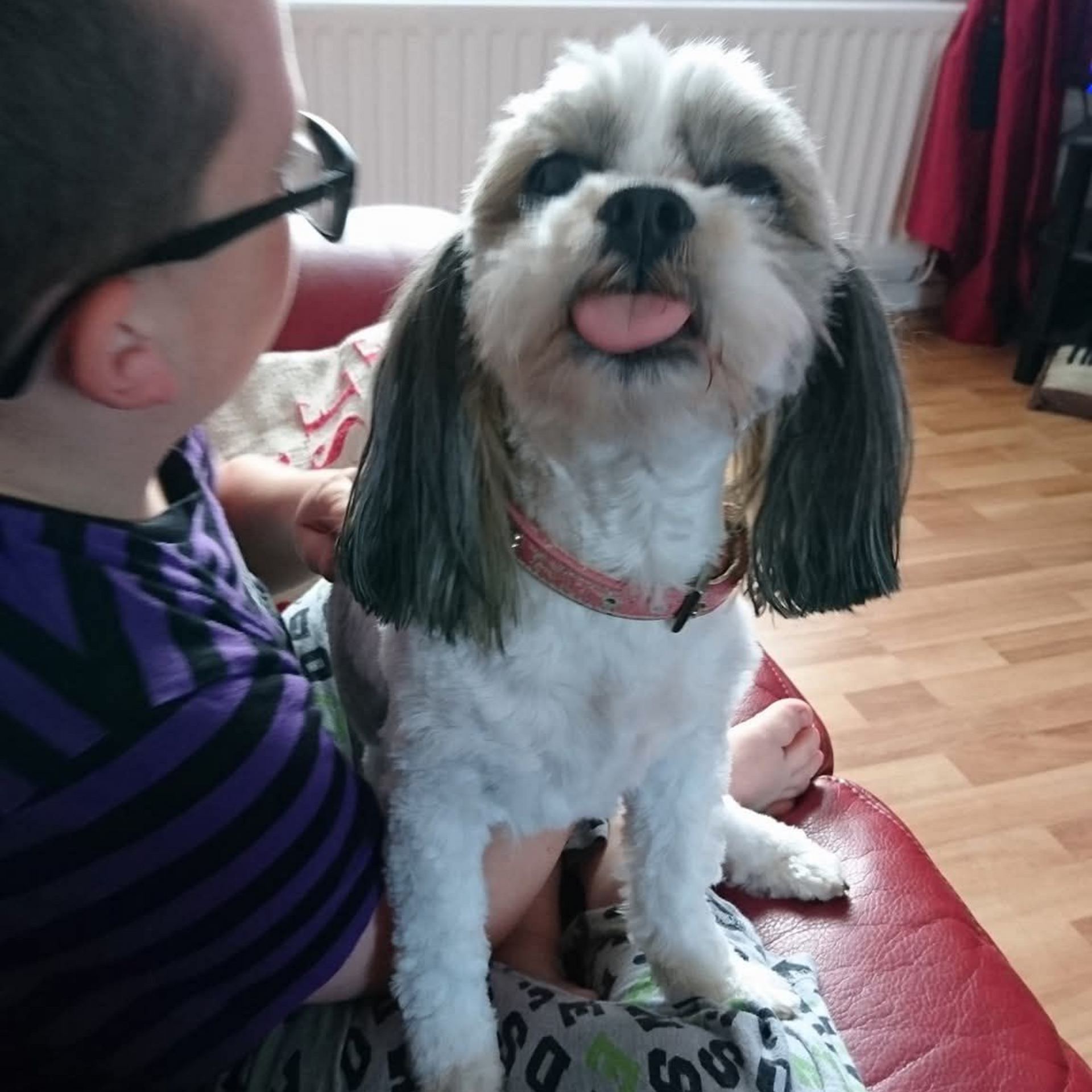 Small dog with white fur and dark ears sitting on a couch, tongue out, beside a person in glasses