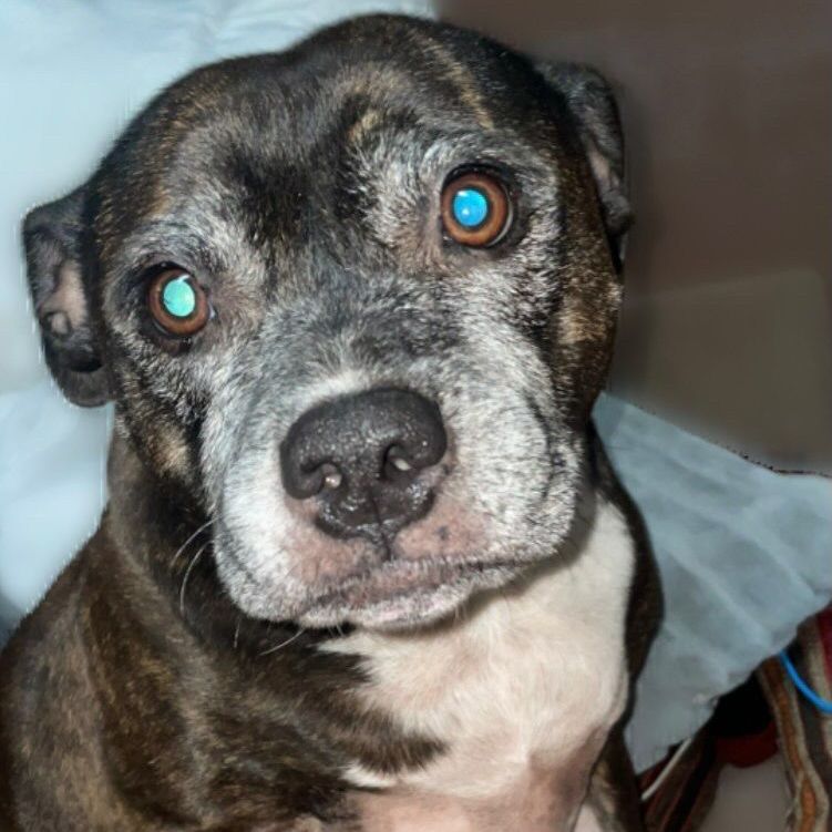 Brindle and white dog with concerned expression, visible graying fur, and light blue eyes.