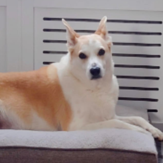 Tan and white dog resting on a bed, looking directly at the viewer.