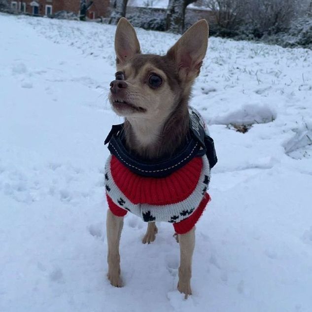 Chihuahua in a red and white sweater stands in the snow, looking up.