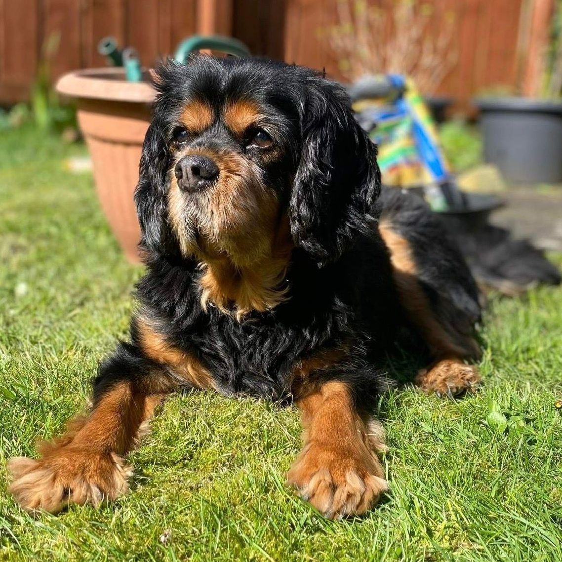 Cavalier King Charles Spaniel dog with black and tan fur, lying on green grass in sunlight.