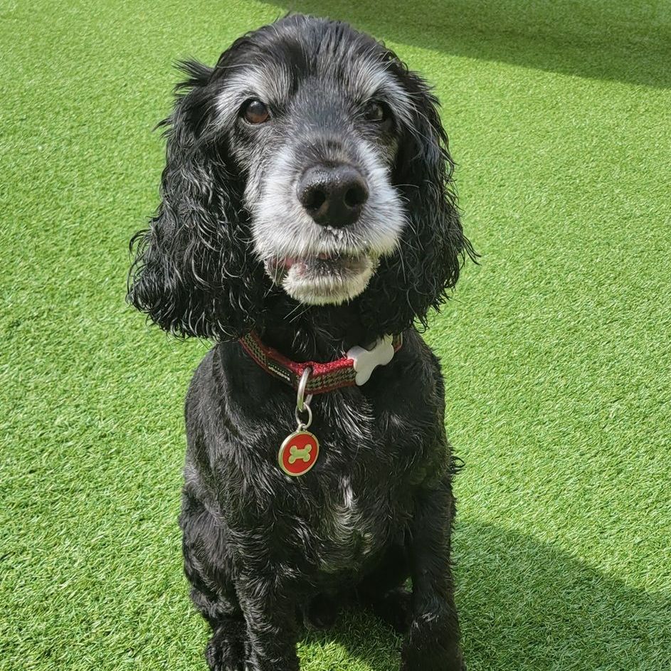 Black Cocker Spaniel dog with gray muzzle wearing a red collar on green turf.