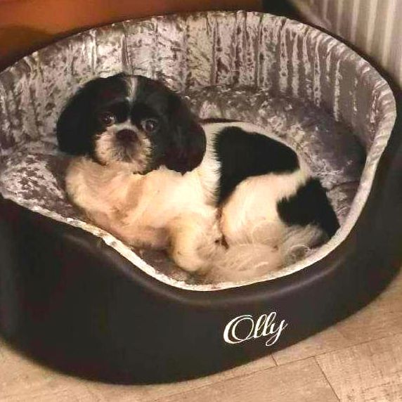 Black and white Shih Tzu dog in a black bed with