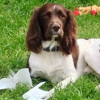 Brown and white English Springer Spaniel dog resting on grass.