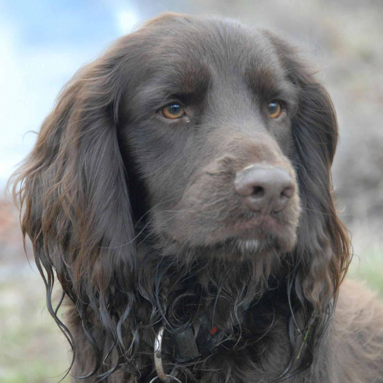 Brown dog with long, wavy fur and a focused expression.
