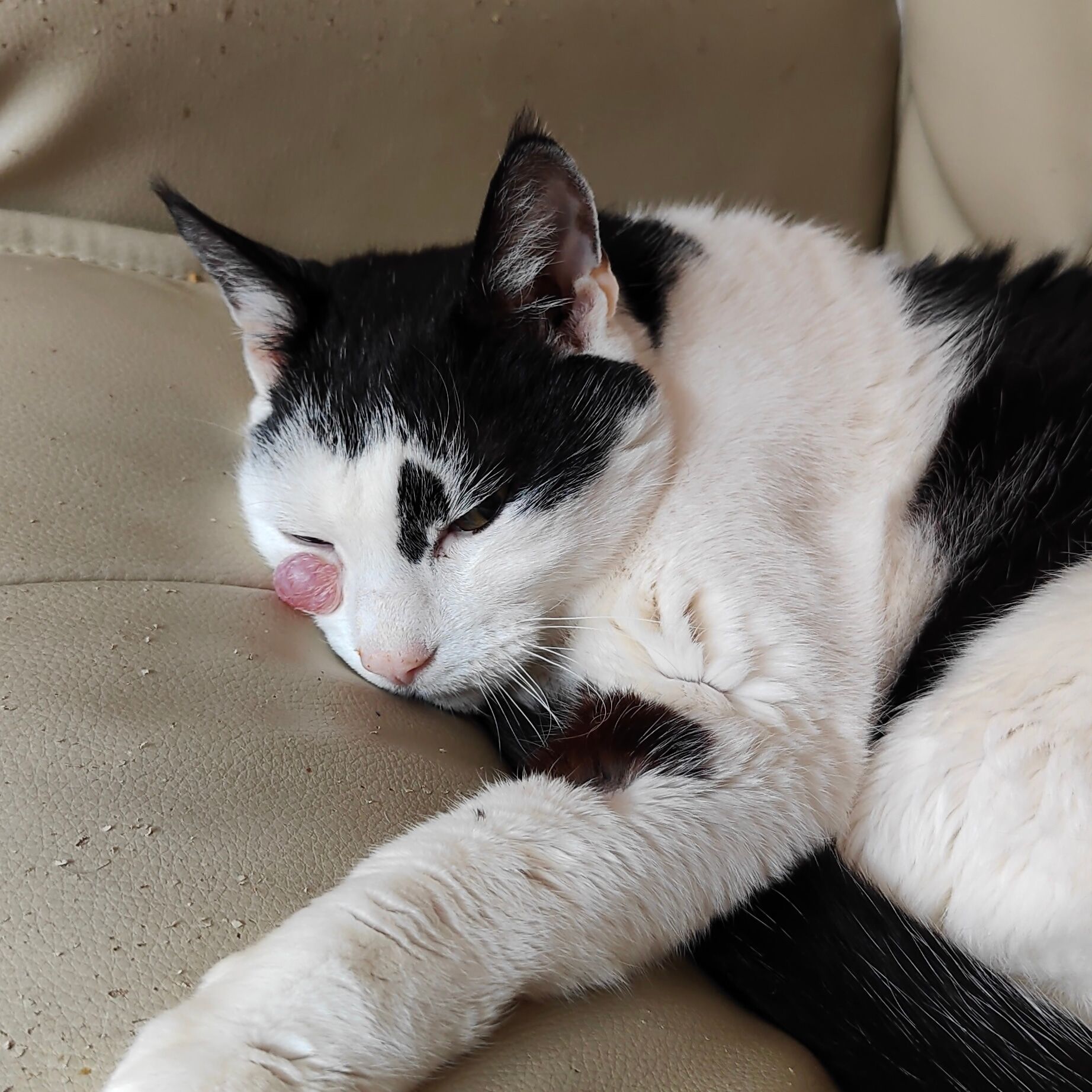 Black and white cat sleeping on a beige couch, resting head on its paw, eyes closed.