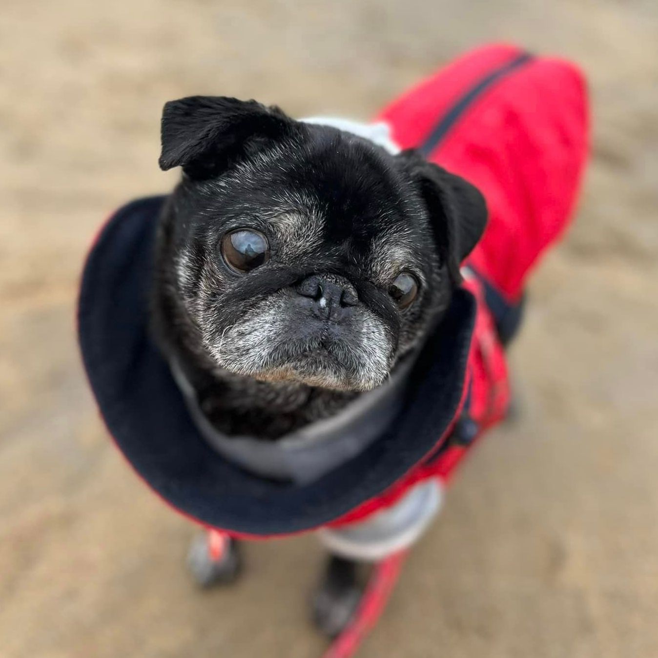 Black pug wearing a red coat looks up with a slightly concerned expression. Sandy beach background.