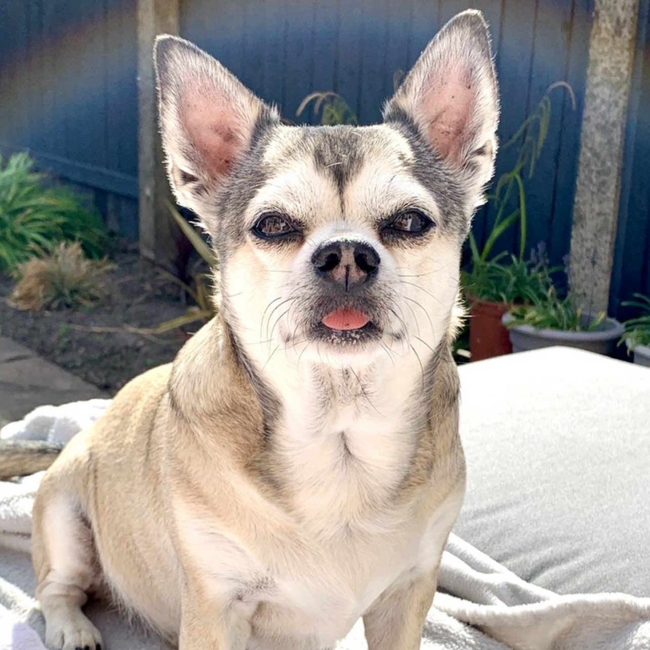 Tan and gray Chihuahua with tongue out, sitting outside.