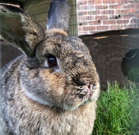 Close-up of a fluffy brown rabbit with long ears and dark eyes, in a grassy outdoor setting.