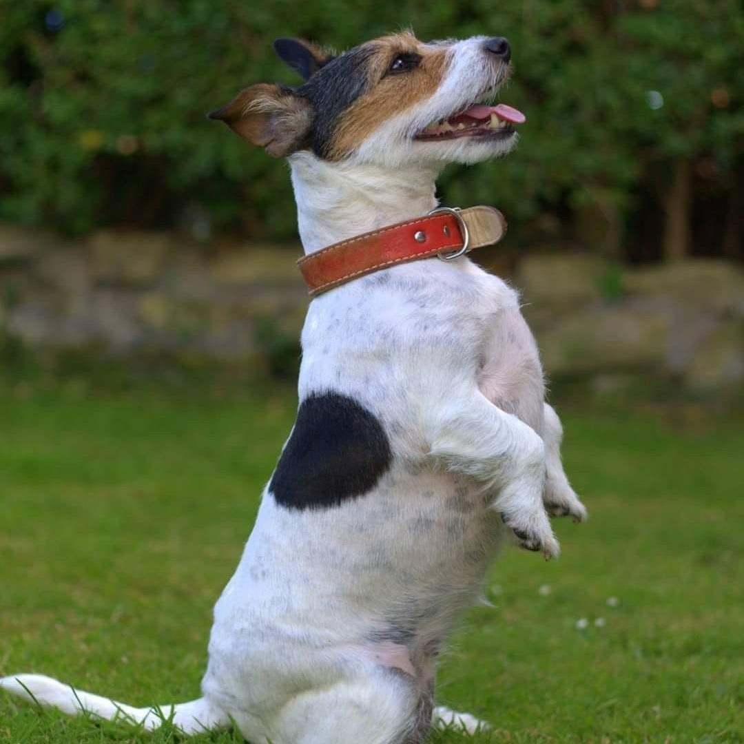Jack Russell Terrier standing on hind legs, panting. Wearing a red collar, on green grass.