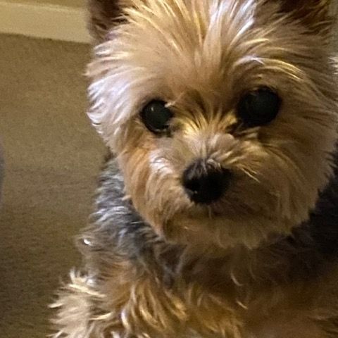 Yorkshire Terrier with dark eyes and tan and grey fur.
