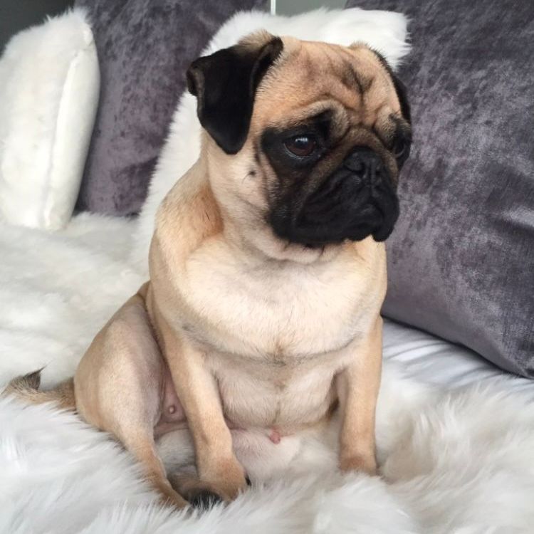 Pug dog sitting on a fluffy white blanket, with gray and white pillows in the background.