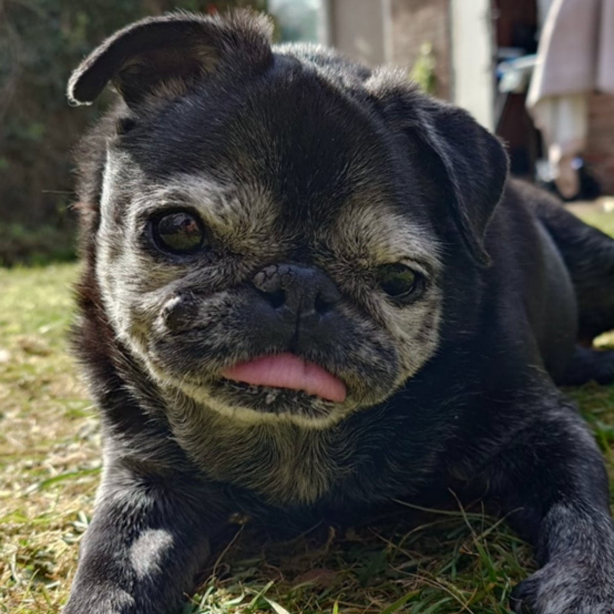 Black pug with graying fur, tongue out, lying on grass in sunlight.