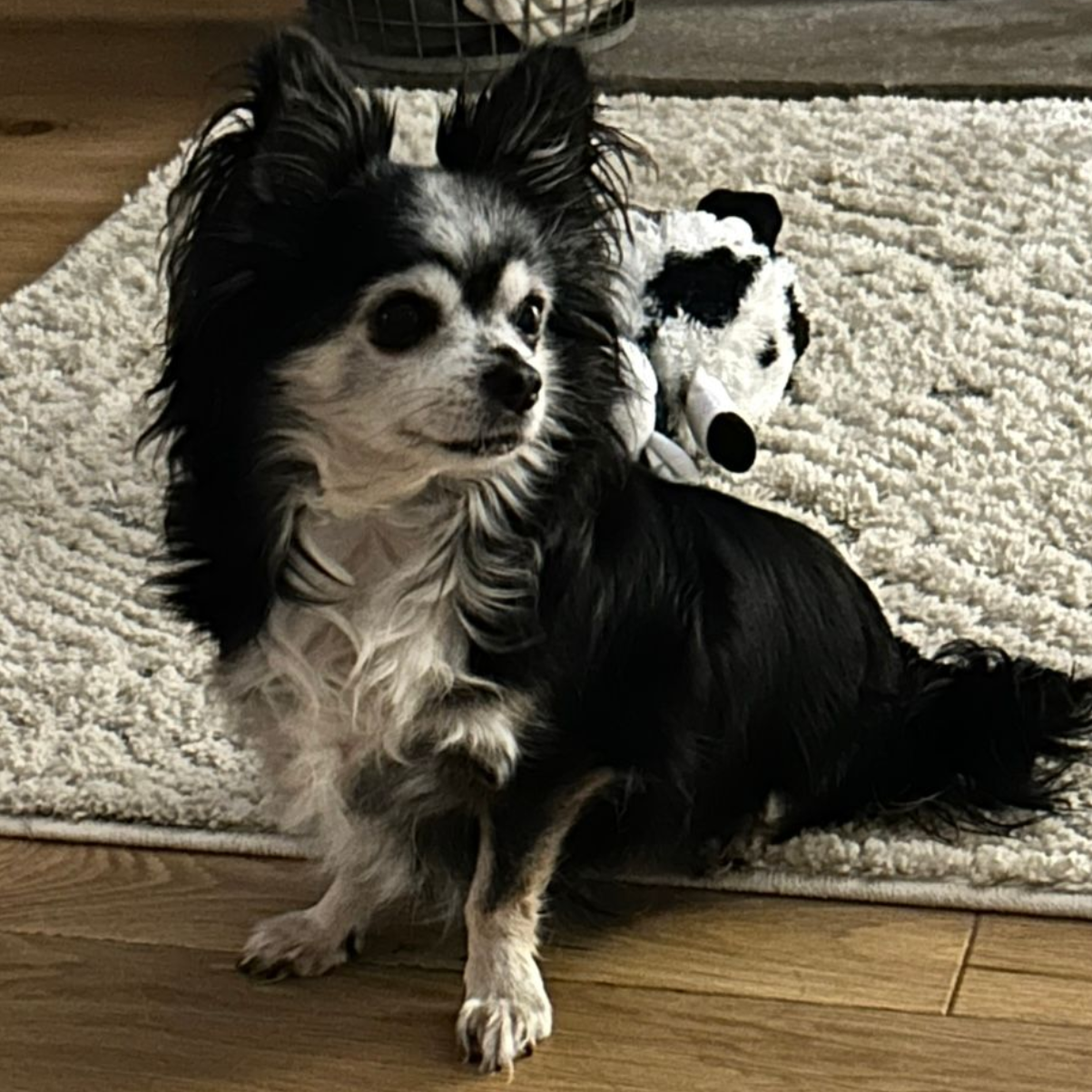 Black and white long-haired chihuahua sitting on a rug with a dalmatian stuffed animal behind it.
