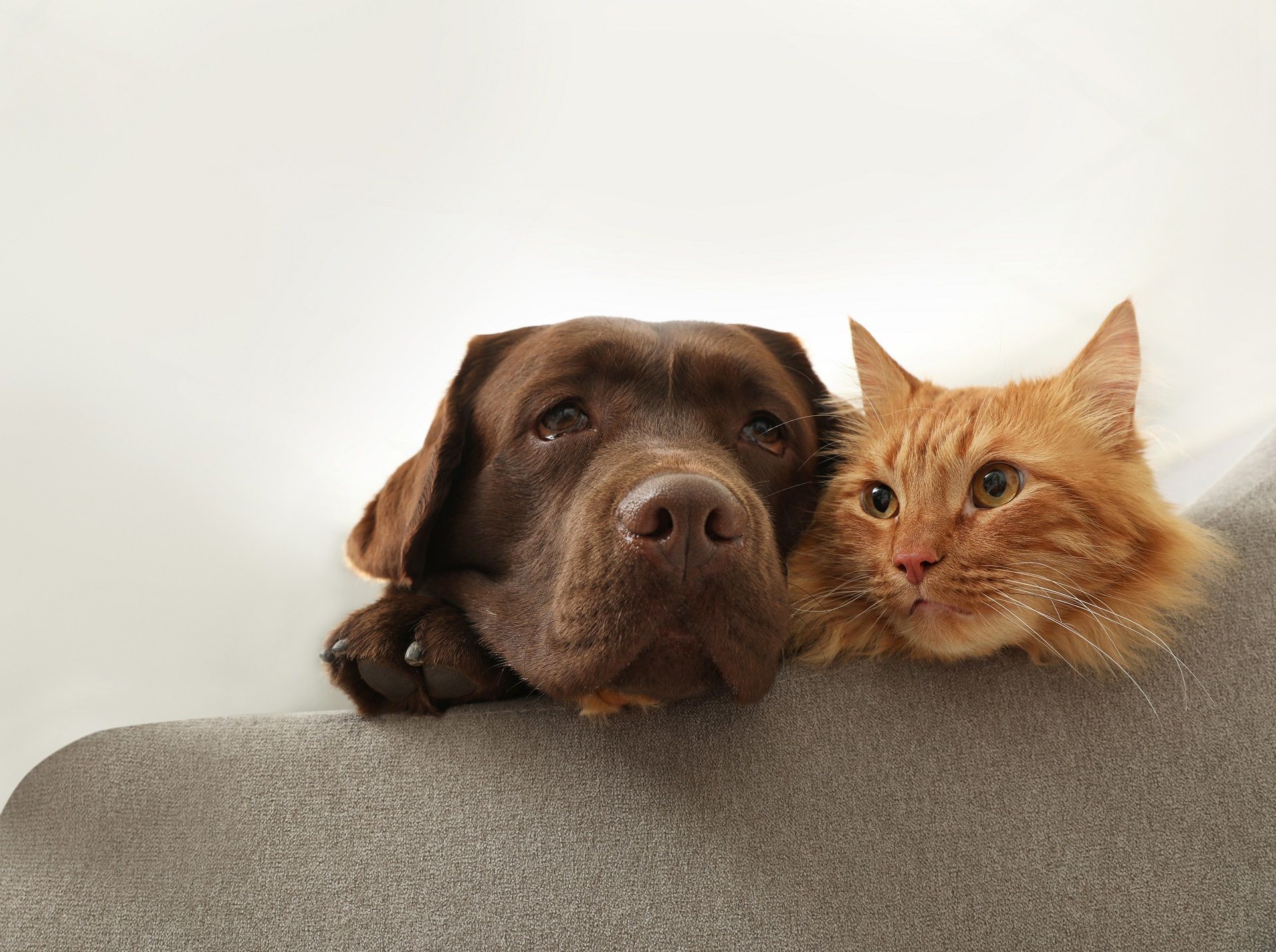 Brown Labrador and orange cat resting heads together on gray surface.