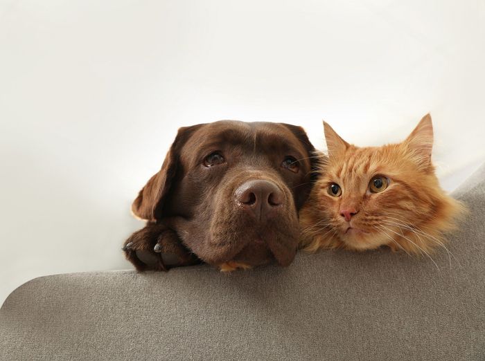 Chocolate Labrador and orange tabby cat resting heads on gray surface.