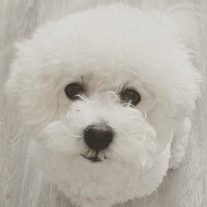White Bichon Frise dog looking up. Fluffy white fur, black eyes, black nose, on light wood floor.