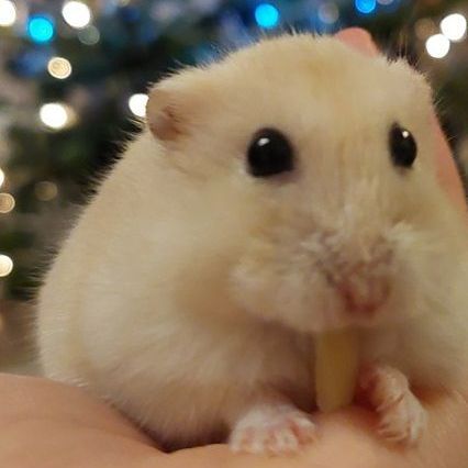 Cream-colored hamster with large black eyes holding food in its mouth, in someone's hand, blurred background with lights.