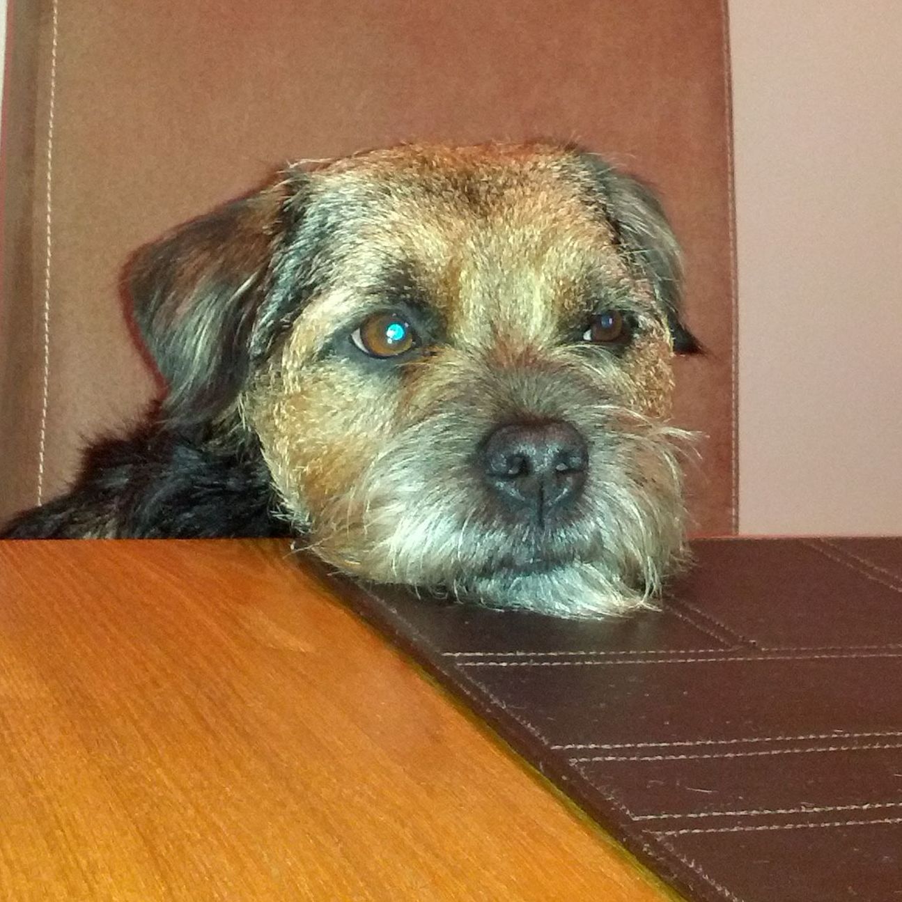 Border terrier dog resting head on table, brown and black fur, gazing.