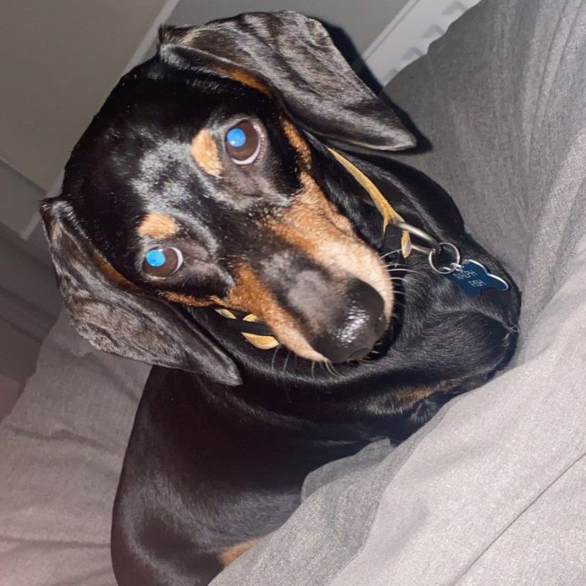Black and tan dachshund with a head tilt, light-colored eyes, and wearing a collar, resting on gray fabric.