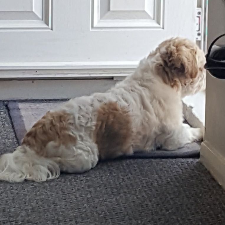 A fluffy, brown and white dog lies by an open door on a gray rug.