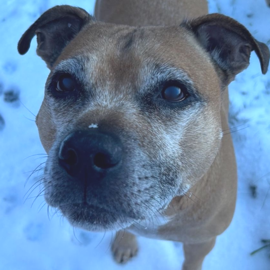 Brown dog with grey muzzle and eyebrows in snow, looking up.