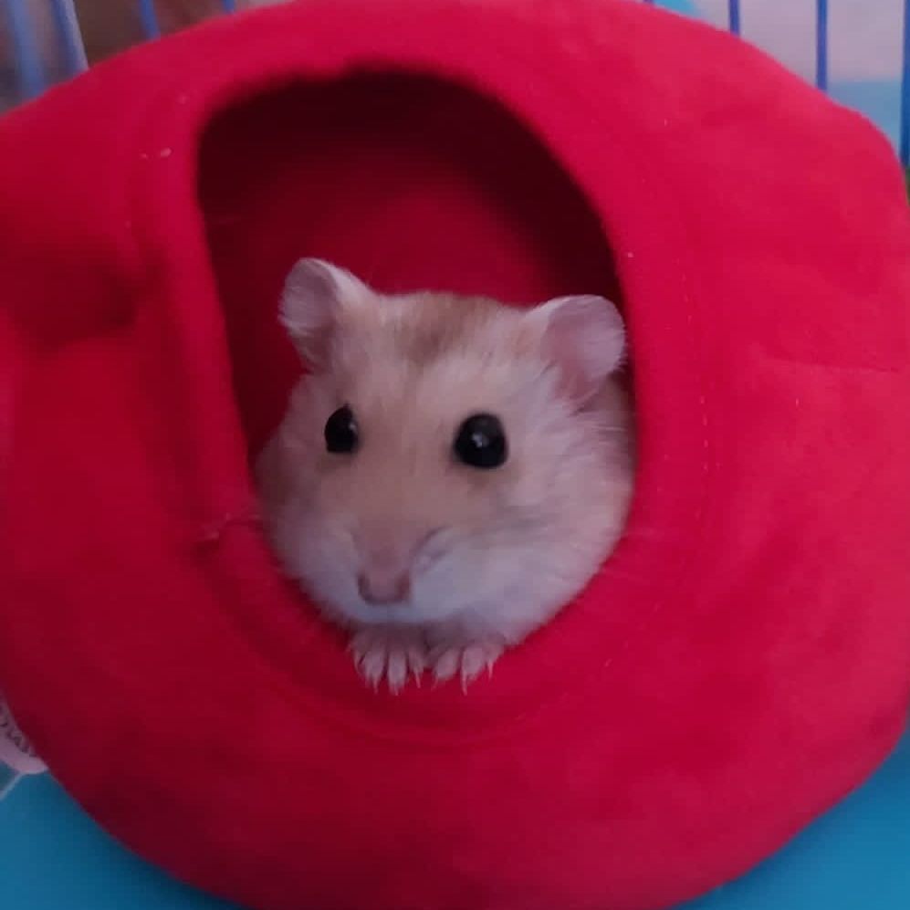 Hamster peeking out from a red, round, plush hideout.