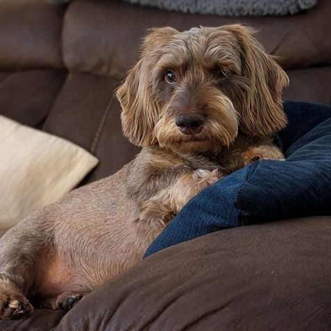 Brown Wirehaired Dachshund dog lounging on a brown couch with blue cushion.