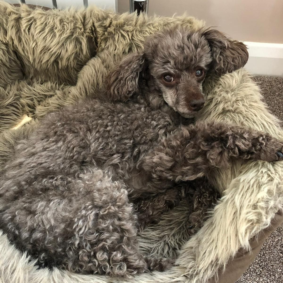Gray poodle curled up in a plush, furry dog bed, looking relaxed.