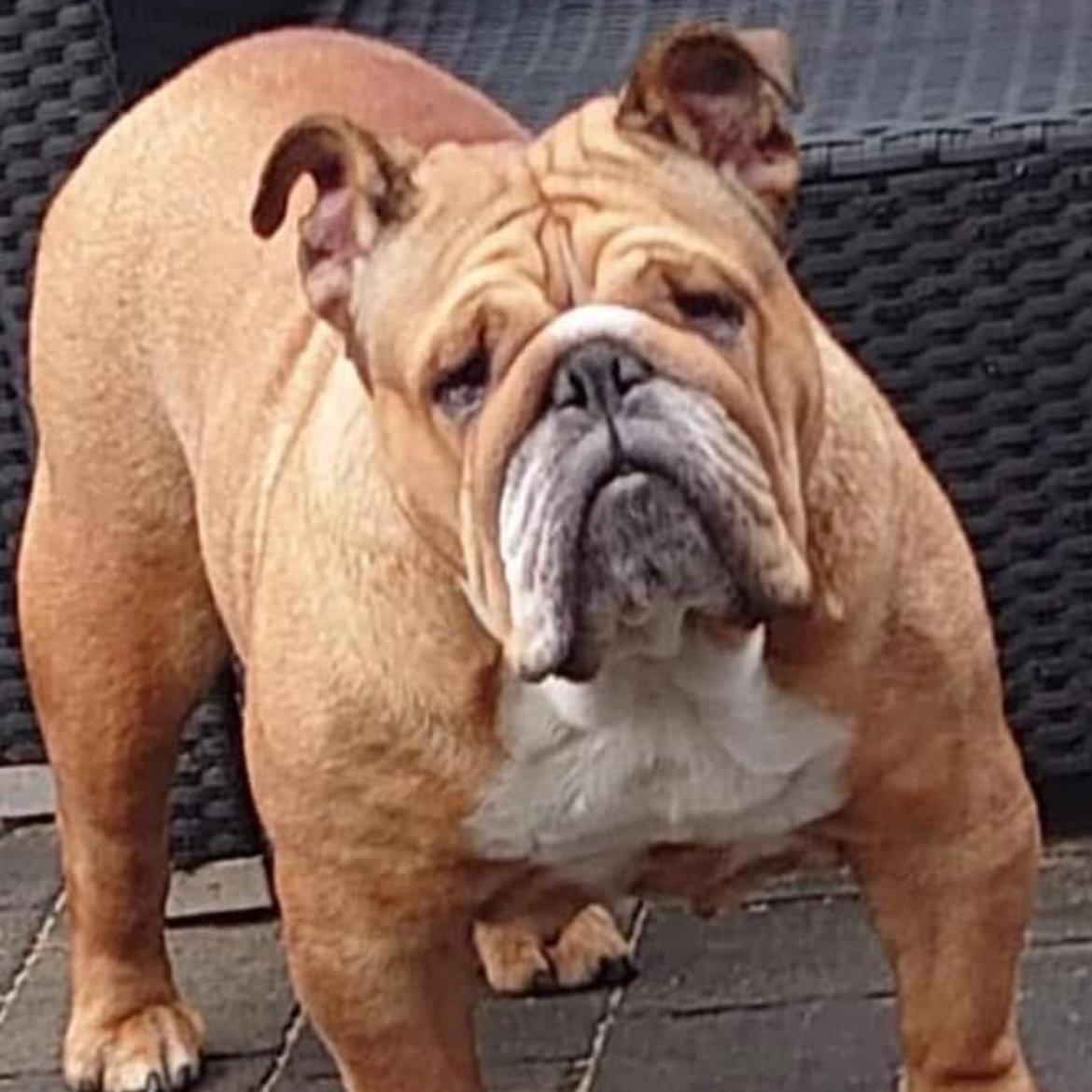 Tan bulldog with white chest, standing on patio.