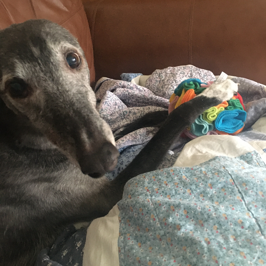 Greyhound dog lounging on a bed, holding a colorful toy.