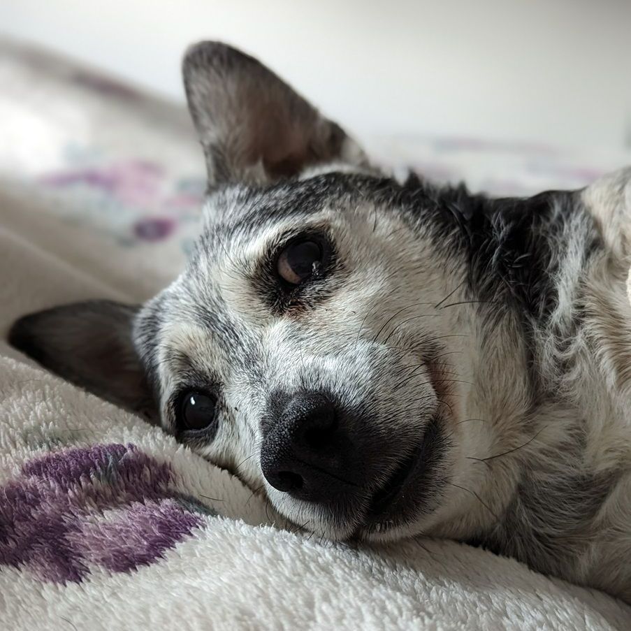 Dog, mostly blue merle, resting on a floral blanket. Head tilted, looking at the viewer.