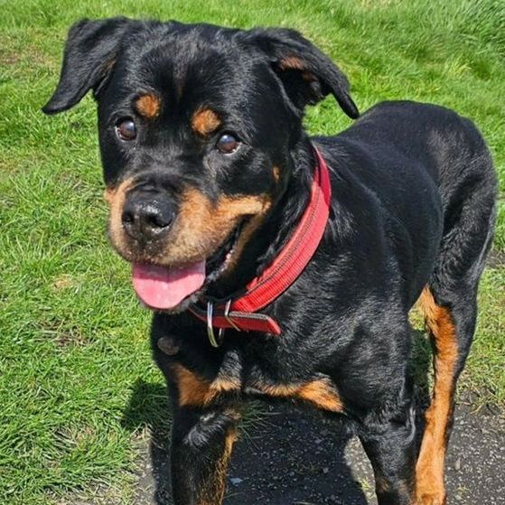 Black and tan Rottweiler dog with a red collar, panting on green grass.