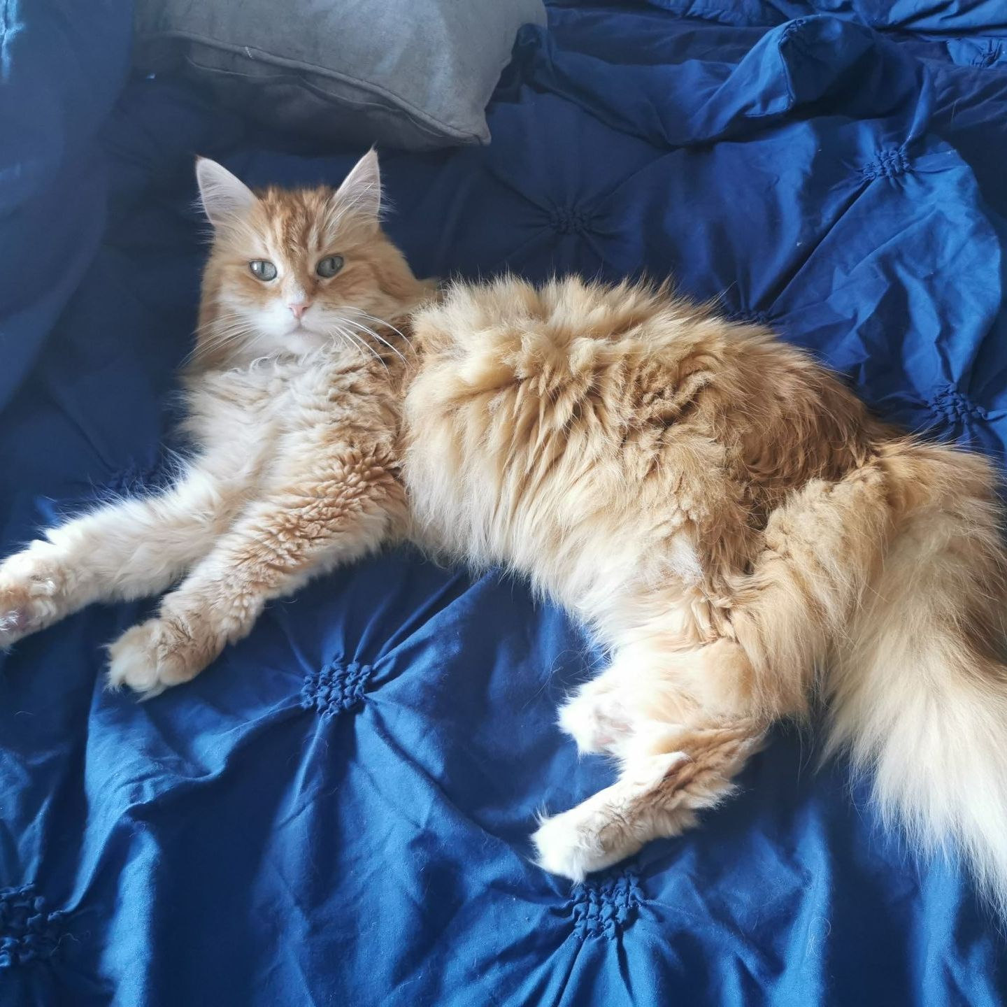 Orange tabby cat lounging on a blue bed.