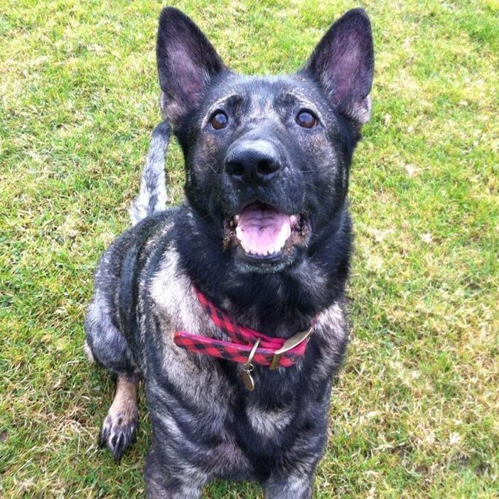 Brindle dog with floppy ears wearing a red collar, sitting on grass with its mouth open.