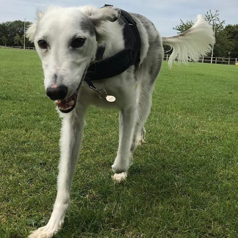 White and gray Borzoi dog walking on grass, wearing a black harness.