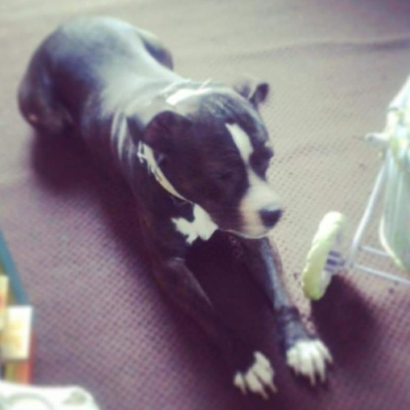 Black and white dog lying down with front paws outstretched.