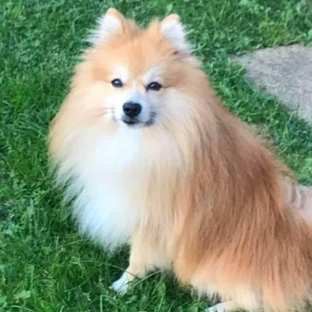 Pomeranian dog with fluffy tan and white fur sits on green grass.