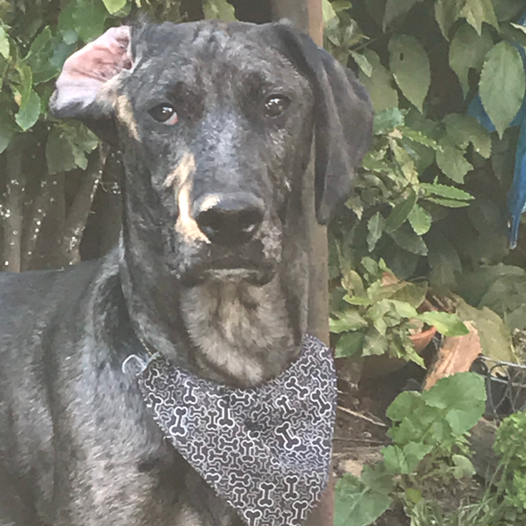 A brindle dog with a bandana. Outdoors, with foliage in the background.