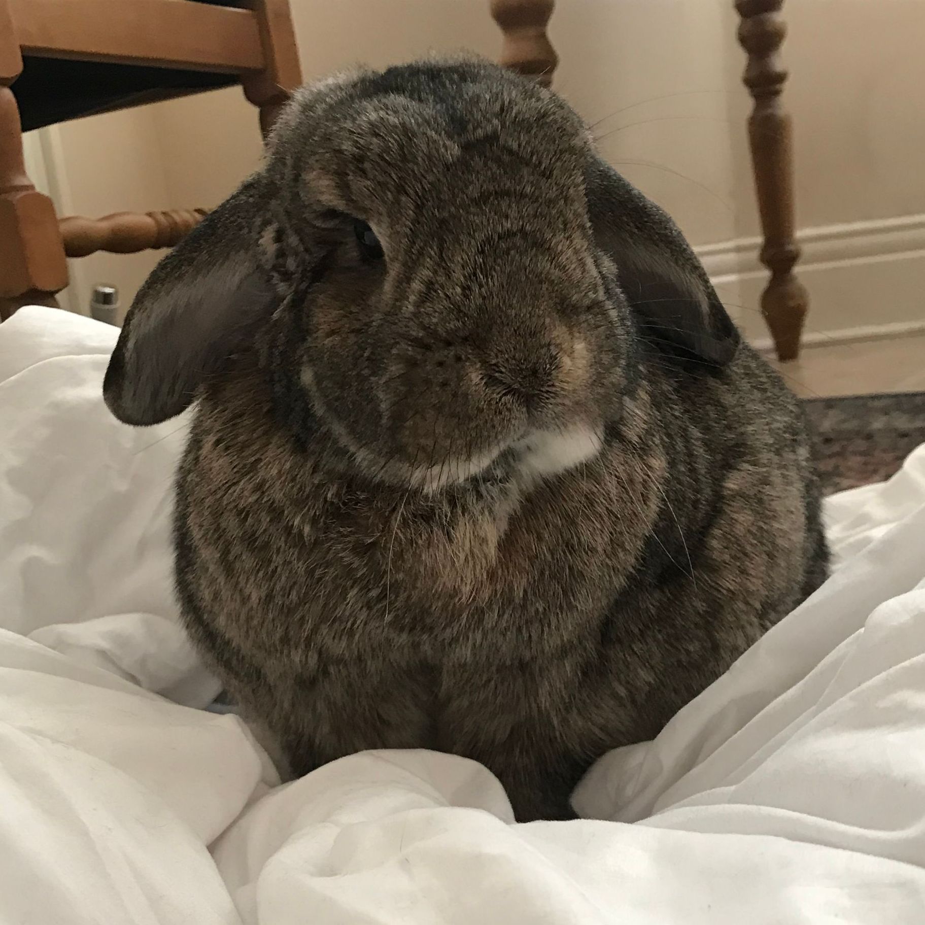 Brown bunny with floppy ears sits on white bedding.