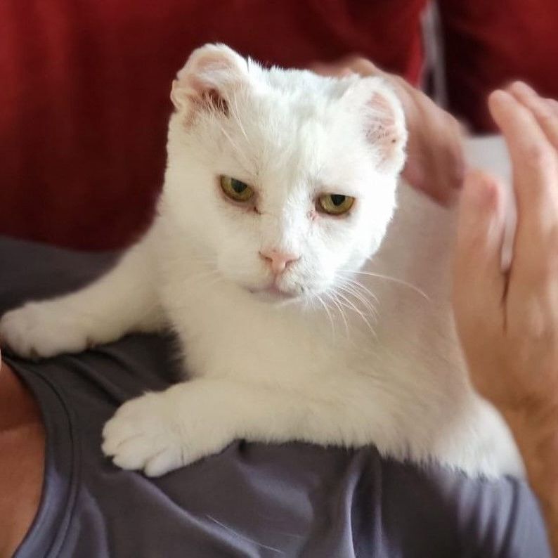White cat with folded ears resting in a person's lap, being petted.
